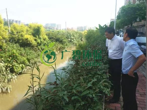 佛山市生態環境局長楊永泰視察高明黑（hēi）臭水體圍拳湧整治工作(圖3)