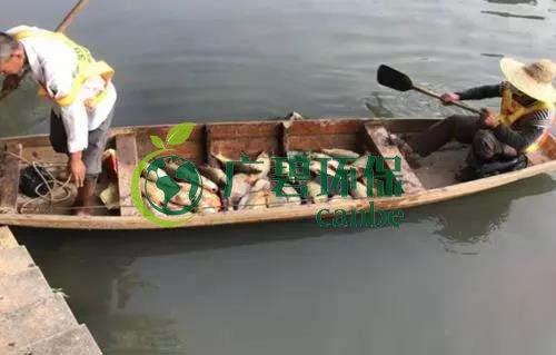 廣州旺（wàng）旺食品（pǐn）廢水直排，永和河大量魚類死（sǐ）亡(圖1)