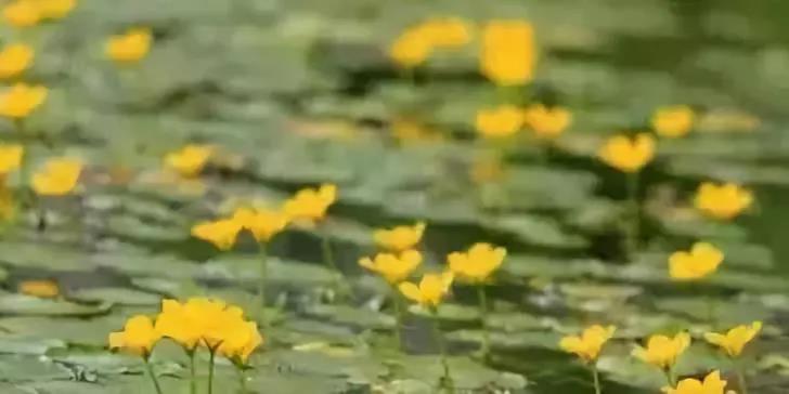 河道治理:水生植物的選擇與種植