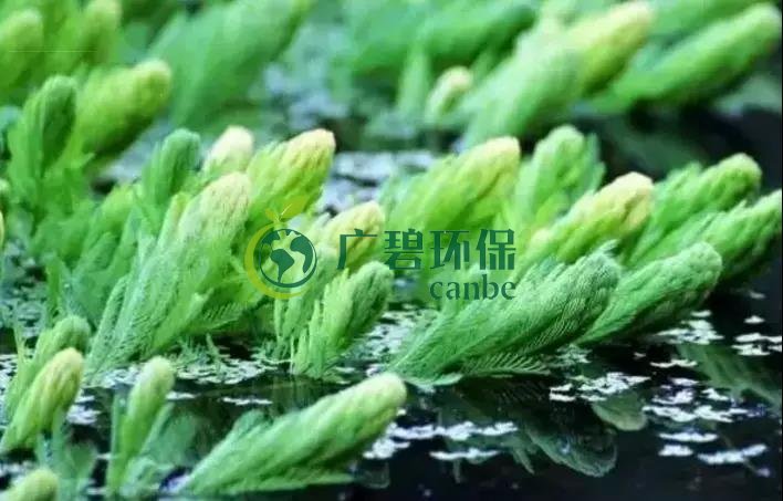 河道治（zhì）理：水生植物的選擇與種植(圖4)
