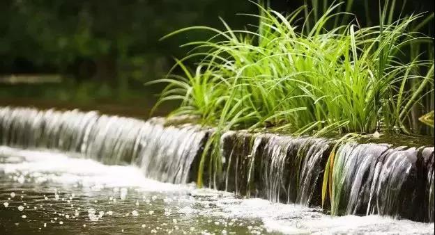 人工濕地的新型脫（tuō）氮途（tú）徑